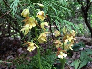 庭の片隅でひっそりと咲くエビネラン