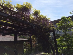 茶室前の藤棚、背景はＡ棟