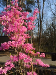 ミツバツツジ祭り開催中