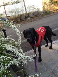 大好きな富士山麓にて