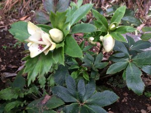 白クリスマスローズ