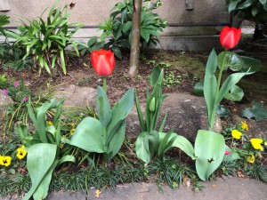 チューリップIMG_5976