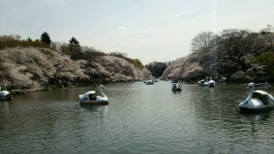 井の頭桜