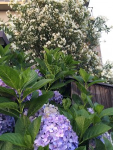 キョウチクトウ