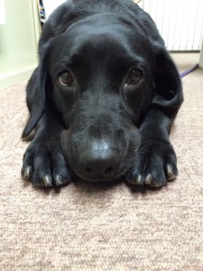 img_17%e3%83%a9%e3%83%b4%e3%82%a3