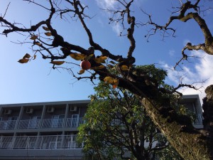 11%e6%9c%88%e6%9c%ab%ef%bc%92