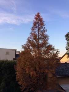 %e3%82%81%e3%81%9f%e3%81%9b%e3%81%93%e3%81%84%e3%82%84img_7750