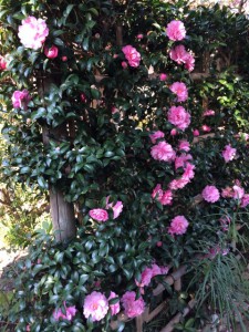 さざんかぴーく