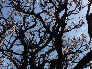 うぐりす？うIMG_8198