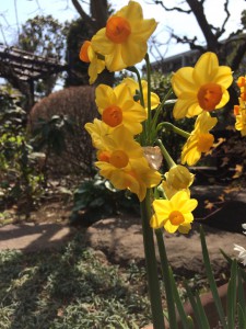 すいせんIMG_8347