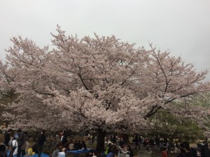 桜井の頭公園