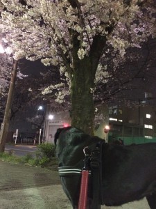 桜ラヴィ