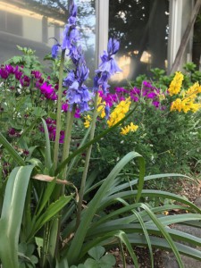 むらさきIMG_0022