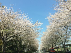 あじすたIMG_8487