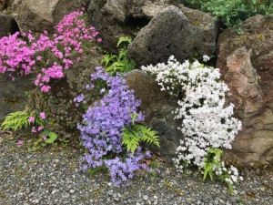 しばざくらIMG_0253