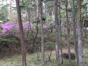 みつばつつじIMG_0169