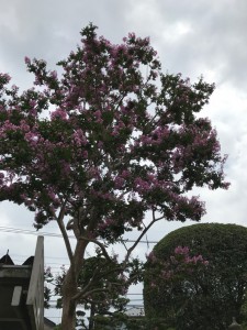 さるすべりIMG_0753