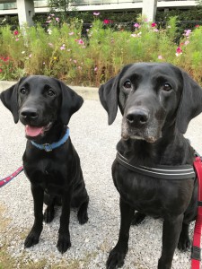 こすもすとIMG_1250