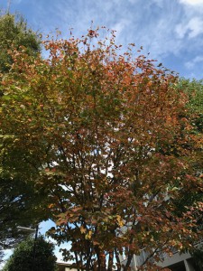 やまぼうしIMG_1466