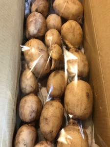 れんこんIMG_1675