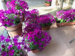 サイネリアIMG_1980