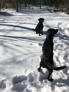 らヴぃるなIMG_2117