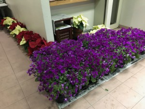 サイネリアIMG_2060