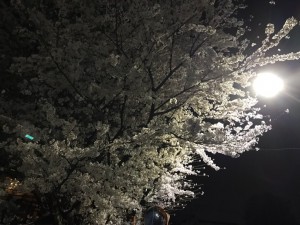 1夜桜