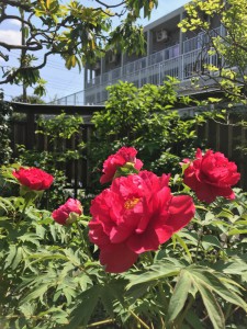 しゃくやくIMG_2488