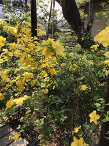 ヤマブキIMG_2445