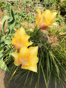 チュウリップ黄色