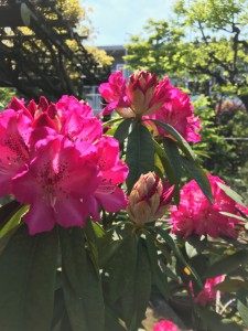 シャクナゲピンクIMG_2486