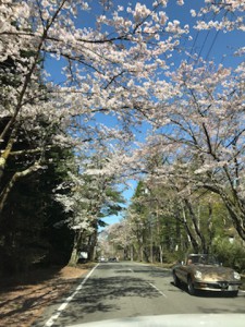 2018ふじざくらIMG_2546