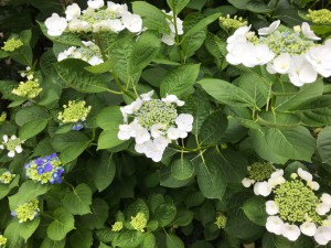 あじさい2IMG_2908