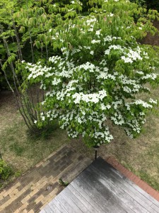 やまぼうしIMG_3024