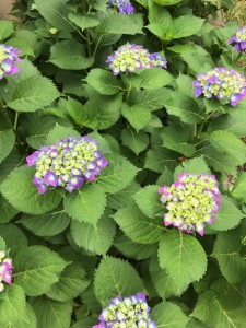 あじさい1IMG_2909