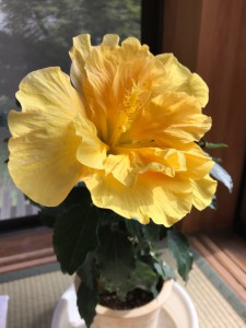 ハイビスカスIMG_3105