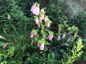 ホタルブクロIMG_3287