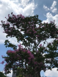 サルスベリ8月IMG_3261