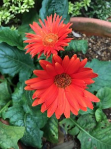 がーべらIMG_3607