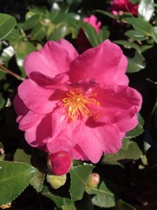 かんつばきIMG_3975