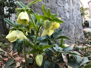 クリクリIMG_2229