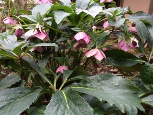 クリスマスローズ