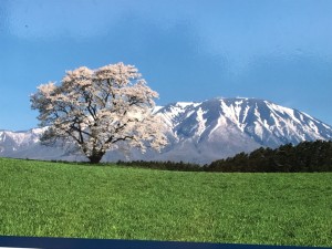 小岩井一本桜