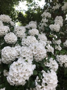 かるみあIMG_5086