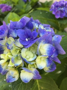 あじさいIMG_5229