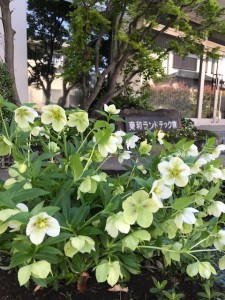 クリスマスローズ