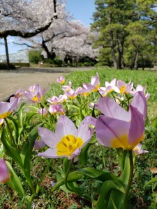 原種チューリップ
