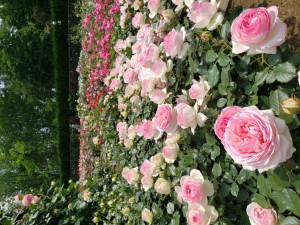 ばら20200513_12163