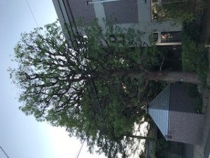 くすのき4IMG_6691